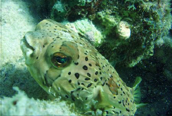 spiny puffer  by Durand Gerald 